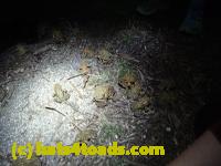 /home//u458753944/public_html/sourcegallery//////////////////////Roxborough Toad Detour/2013-2019/2017/P4110707.JPG
